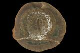 Fossil Arthropod (Cyclus) Nodule - Illinois #142479-1